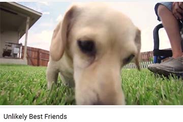 Best Shared Videos 2015